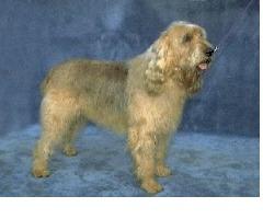 https://images.dog.ceo/breeds/otterhound/n02091635_3900.jpg