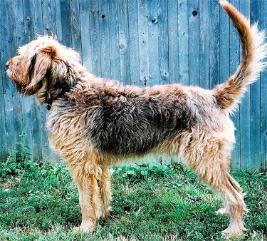 https://images.dog.ceo/breeds/otterhound/n02091635_3941.jpg