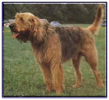 https://images.dog.ceo/breeds/otterhound/n02091635_3990.jpg