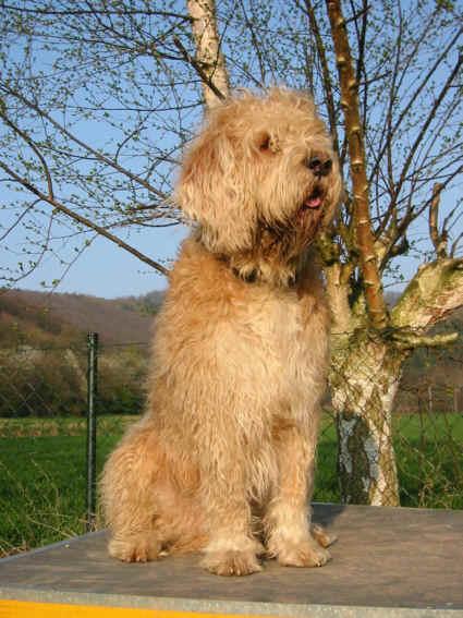 https://images.dog.ceo/breeds/otterhound/n02091635_4174.jpg