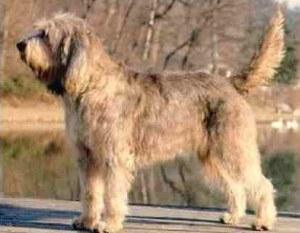 https://images.dog.ceo/breeds/otterhound/n02091635_426.jpg