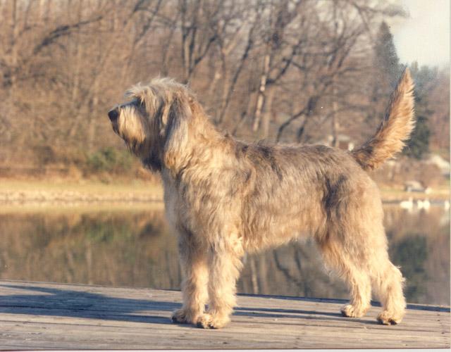 https://images.dog.ceo/breeds/otterhound/n02091635_4325.jpg