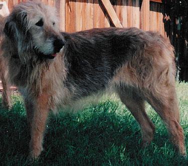 https://images.dog.ceo/breeds/otterhound/n02091635_436.jpg