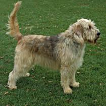 https://images.dog.ceo/breeds/otterhound/n02091635_4368.jpg