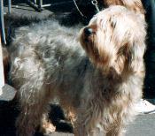 https://images.dog.ceo/breeds/otterhound/n02091635_4377.jpg