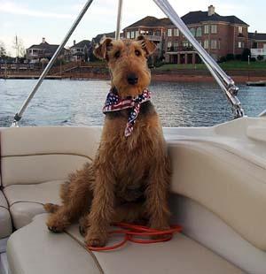 https://images.dog.ceo/breeds/otterhound/n02091635_4422.jpg