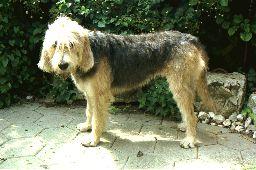 https://images.dog.ceo/breeds/otterhound/n02091635_4446.jpg