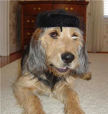 https://images.dog.ceo/breeds/otterhound/n02091635_452.jpg