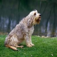 https://images.dog.ceo/breeds/otterhound/n02091635_4626.jpg