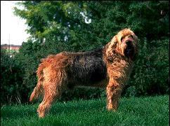 https://images.dog.ceo/breeds/otterhound/n02091635_4698.jpg