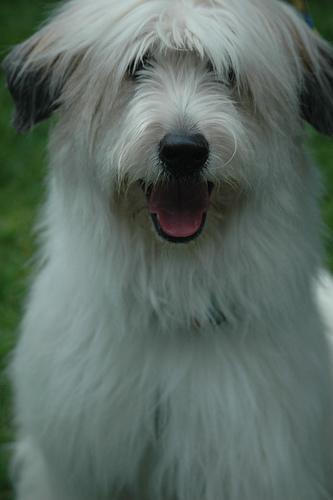 https://images.dog.ceo/breeds/otterhound/n02091635_470.jpg