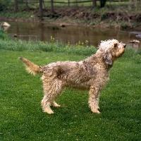 https://images.dog.ceo/breeds/otterhound/n02091635_4718.jpg