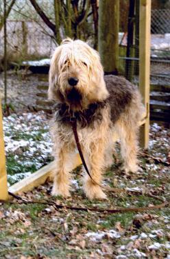 https://images.dog.ceo/breeds/otterhound/n02091635_523.jpg