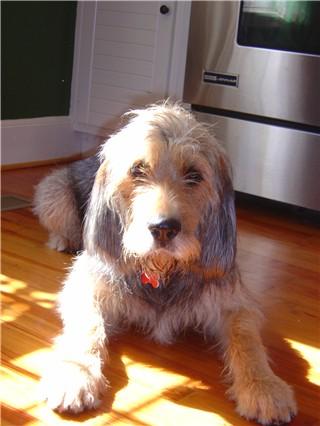 https://images.dog.ceo/breeds/otterhound/n02091635_658.jpg