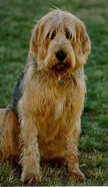 https://images.dog.ceo/breeds/otterhound/n02091635_663.jpg