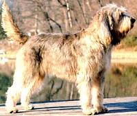 https://images.dog.ceo/breeds/otterhound/n02091635_699.jpg