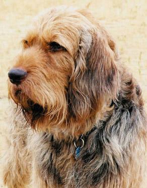 https://images.dog.ceo/breeds/otterhound/n02091635_721.jpg