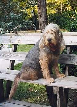 https://images.dog.ceo/breeds/otterhound/n02091635_782.jpg