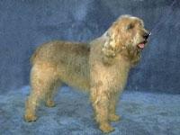 https://images.dog.ceo/breeds/otterhound/n02091635_831.jpg