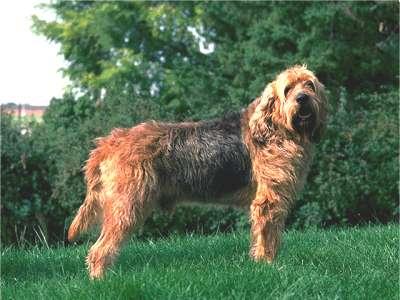 https://images.dog.ceo/breeds/otterhound/n02091635_873.jpg