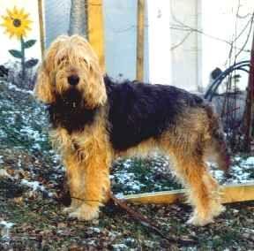 https://images.dog.ceo/breeds/otterhound/n02091635_920.jpg