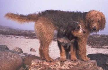 https://images.dog.ceo/breeds/otterhound/n02091635_965.jpg