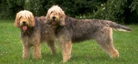 https://images.dog.ceo/breeds/otterhound/n02091635_971.jpg