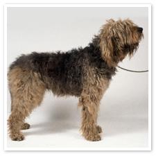 https://images.dog.ceo/breeds/otterhound/n02091635_979.jpg