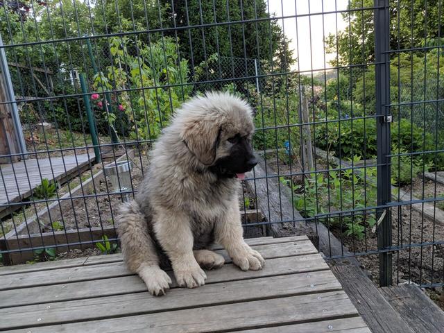 https://images.dog.ceo/breeds/ovcharka-caucasian/IMG_20190602_204319.jpg