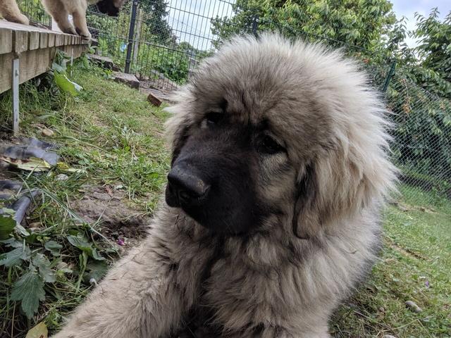 https://images.dog.ceo/breeds/ovcharka-caucasian/MVIMG_20190612_154354.jpg