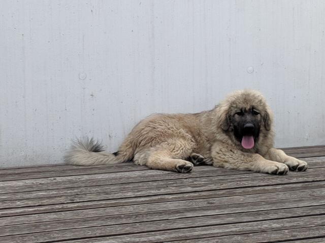 https://images.dog.ceo/breeds/ovcharka-caucasian/MVIMG_20190730_171335.jpg