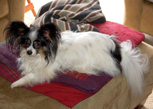 https://images.dog.ceo/breeds/papillon/n02086910_10147.jpg