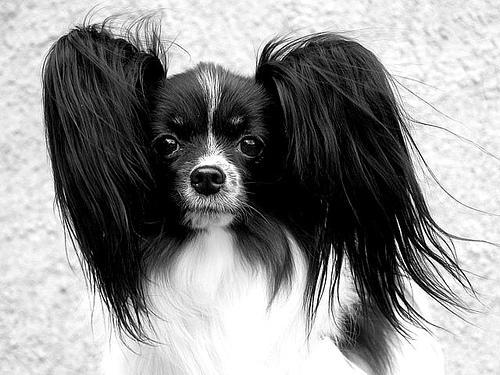 https://images.dog.ceo/breeds/papillon/n02086910_10204.jpg