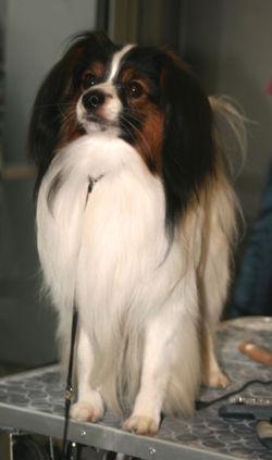 https://images.dog.ceo/breeds/papillon/n02086910_103.jpg