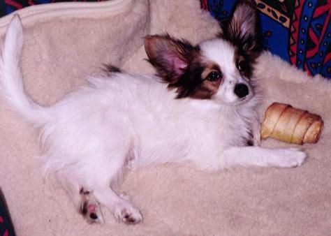 https://images.dog.ceo/breeds/papillon/n02086910_1052.jpg