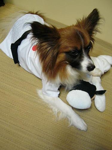 https://images.dog.ceo/breeds/papillon/n02086910_1199.jpg