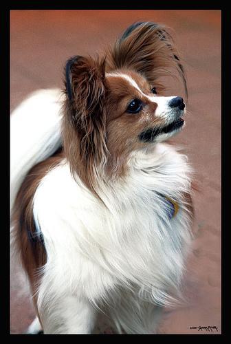 https://images.dog.ceo/breeds/papillon/n02086910_1449.jpg