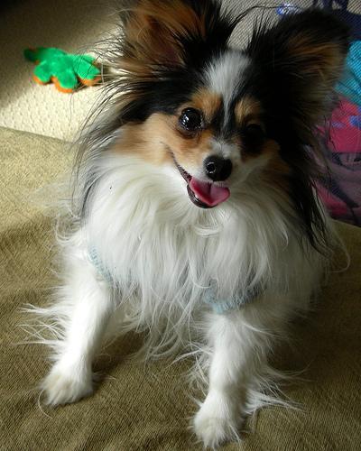 https://images.dog.ceo/breeds/papillon/n02086910_1475.jpg