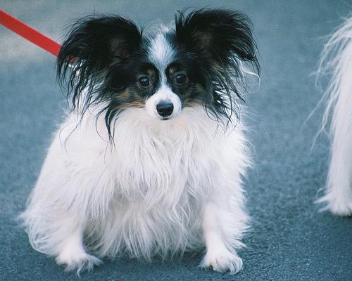 https://images.dog.ceo/breeds/papillon/n02086910_1501.jpg