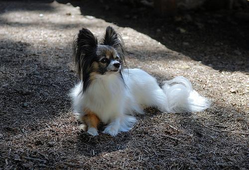 https://images.dog.ceo/breeds/papillon/n02086910_1626.jpg