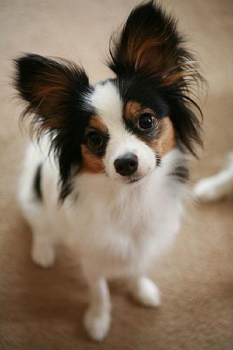 https://images.dog.ceo/breeds/papillon/n02086910_1775.jpg