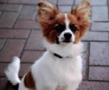 https://images.dog.ceo/breeds/papillon/n02086910_1826.jpg