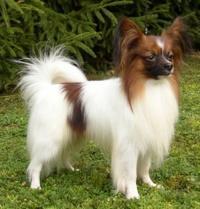 https://images.dog.ceo/breeds/papillon/n02086910_1921.jpg