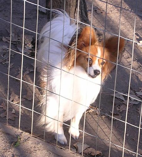 https://images.dog.ceo/breeds/papillon/n02086910_1933.jpg