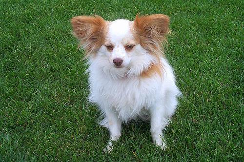 https://images.dog.ceo/breeds/papillon/n02086910_1957.jpg