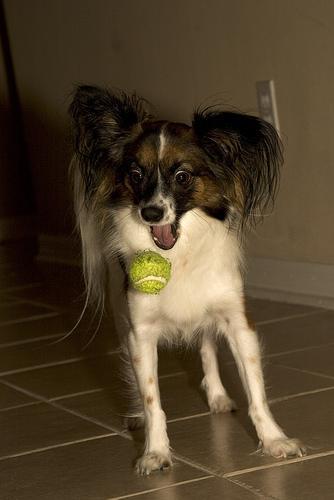 https://images.dog.ceo/breeds/papillon/n02086910_1971.jpg