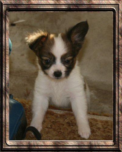 https://images.dog.ceo/breeds/papillon/n02086910_2035.jpg