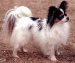 https://images.dog.ceo/breeds/papillon/n02086910_2084.jpg