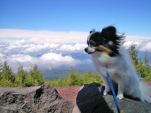 https://images.dog.ceo/breeds/papillon/n02086910_21.jpg