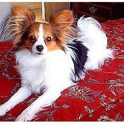 https://images.dog.ceo/breeds/papillon/n02086910_2168.jpg